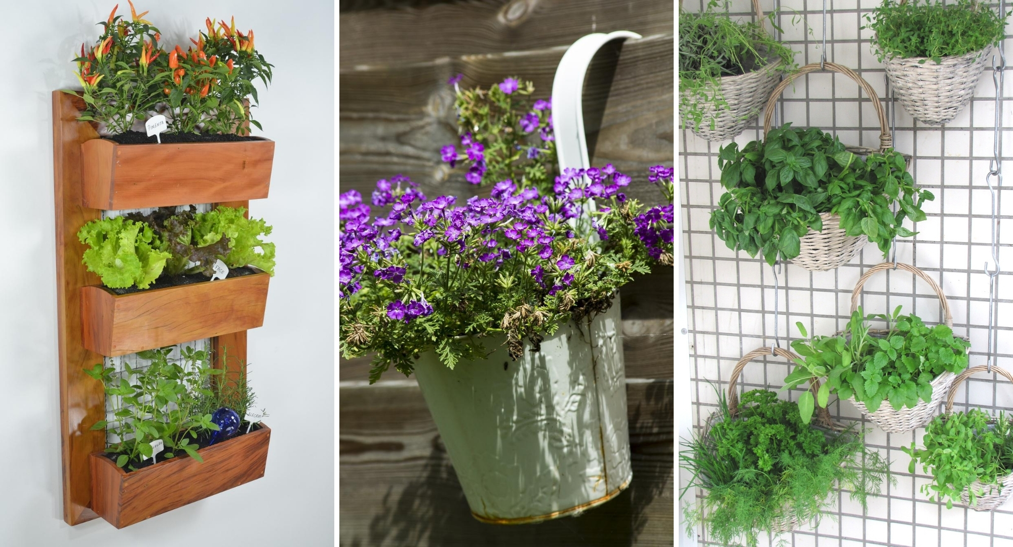 Vertical Gardens and Wall Planters